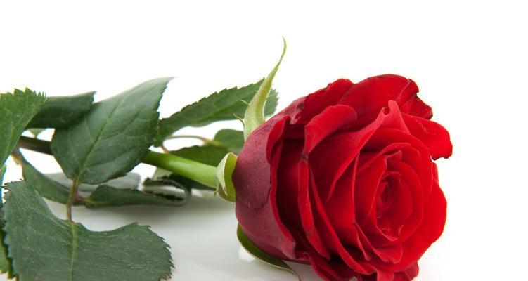 玫瑰花颜色的含义（探索不同颜色玫瑰所代表的情感和意义）