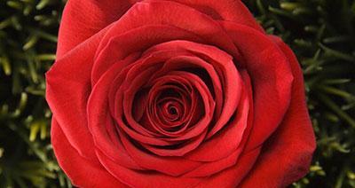玫瑰花颜色的含义（探索不同颜色玫瑰所代表的情感和意义）