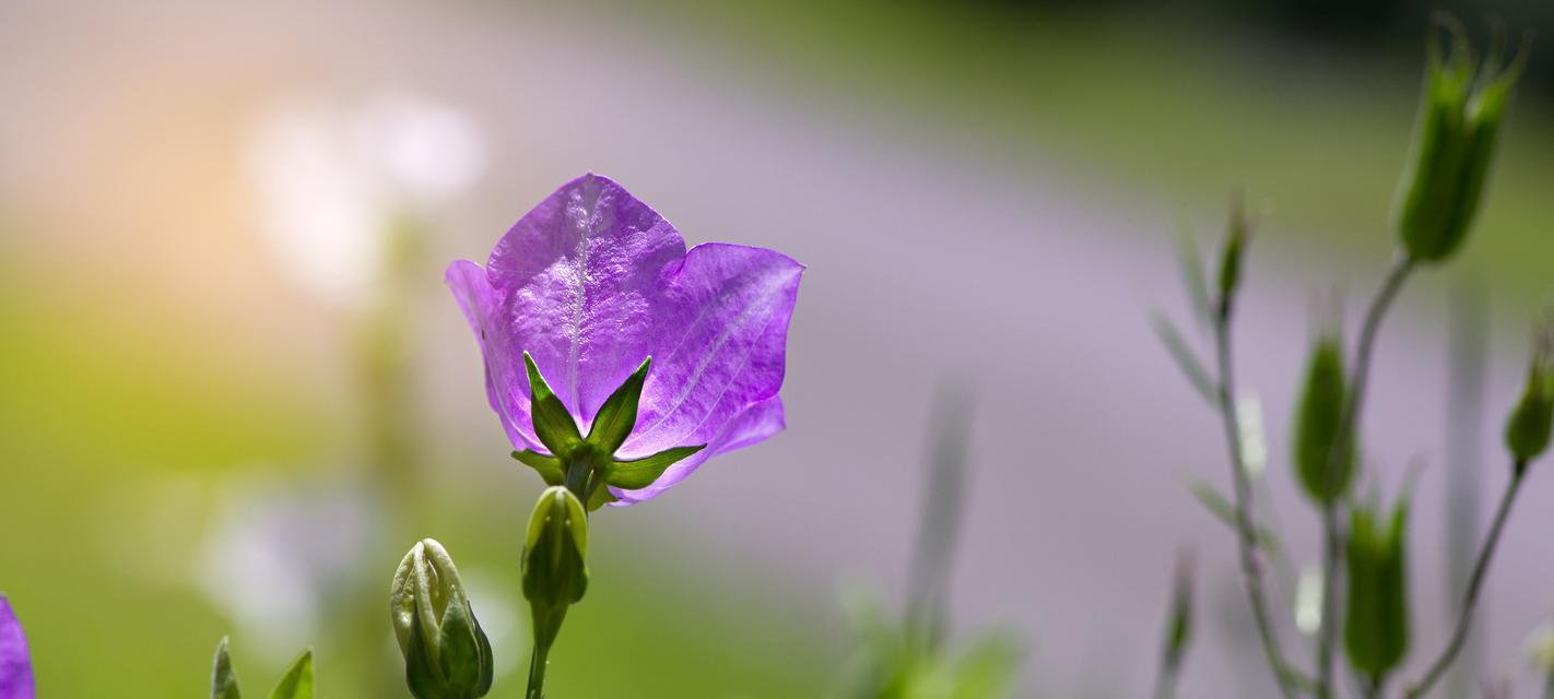 桔梗花的花语寓意（探究桔梗花的传说和象征意义，揭示其神秘的花语寓意）