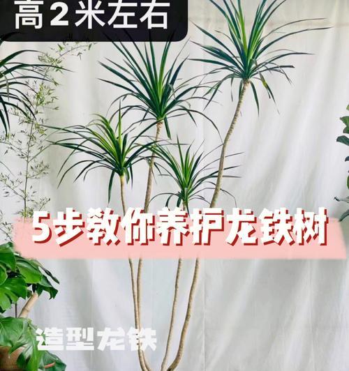 铁树花开，含义深刻（探寻铁树花语的背后故事）