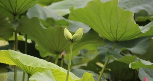 并蒂莲花语剖析（双倍的爱情与友谊之花）