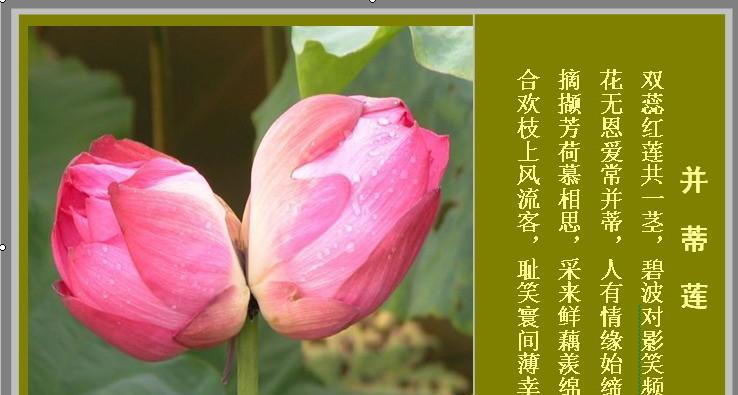 并蒂莲花语剖析（双倍的爱情与友谊之花）