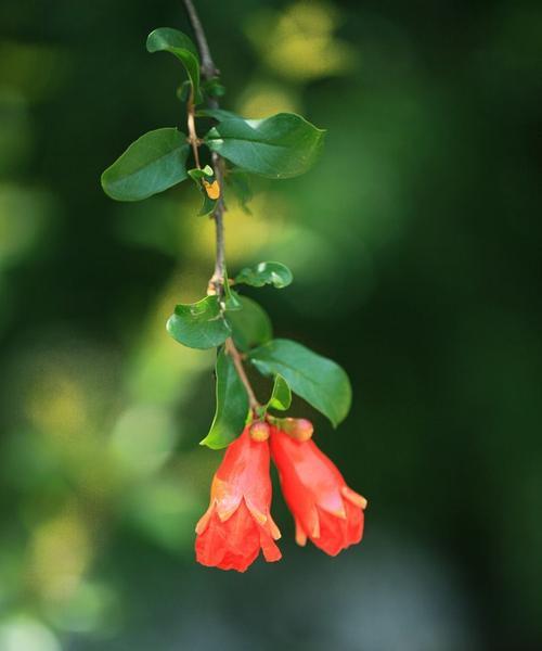 解读石榴花的花语和寓意（探索石榴花的深层内涵及文化价值）