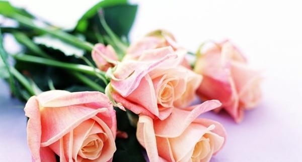 探究粉色玫瑰的花语（花语典故及其代表意义）