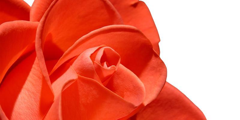 红色玫瑰的代表意义（探寻红色玫瑰的象征意义与文化背景）