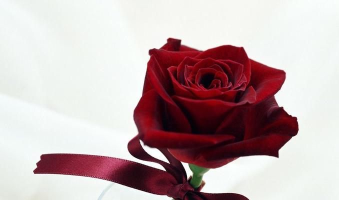红色玫瑰的代表意义（探寻红色玫瑰的象征意义与文化背景）