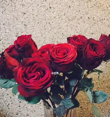 红色玫瑰花的花语含义（爱情与热情交织，令人沉醉）