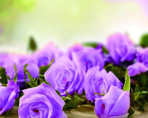深度解析紫色康乃馨的花语和寓意（探讨紫色康乃馨背后的深刻含义）