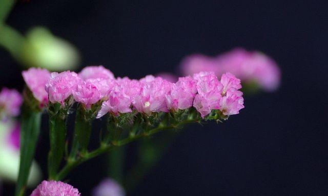 勿忘我花语的深刻含义（探寻勿忘我花语背后的真正意义）