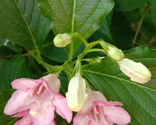 锦带花花语解析（锦带花的特点及其象征意义）