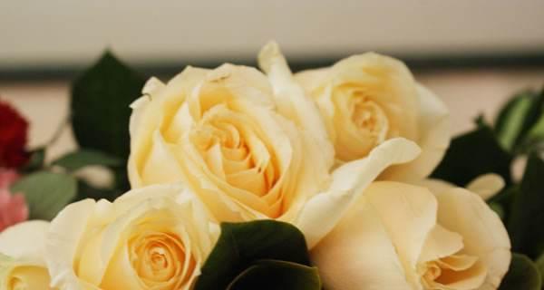 19朵香槟色玫瑰的花语（用花言巧语表达爱意，情人节送19朵香槟色玫瑰！）