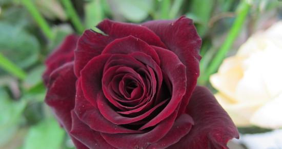 解读黑玫瑰的花语及寓意（黑玫瑰的神秘与美丽）