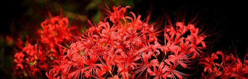 曼陀沙华花语（探寻曼陀沙华花的美与意）