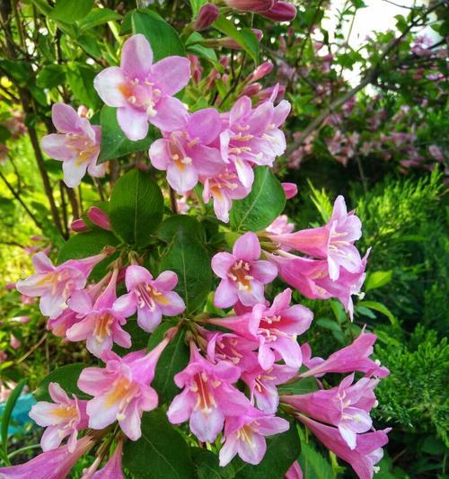 锦带花的花语（探寻锦带花的含义与传说）