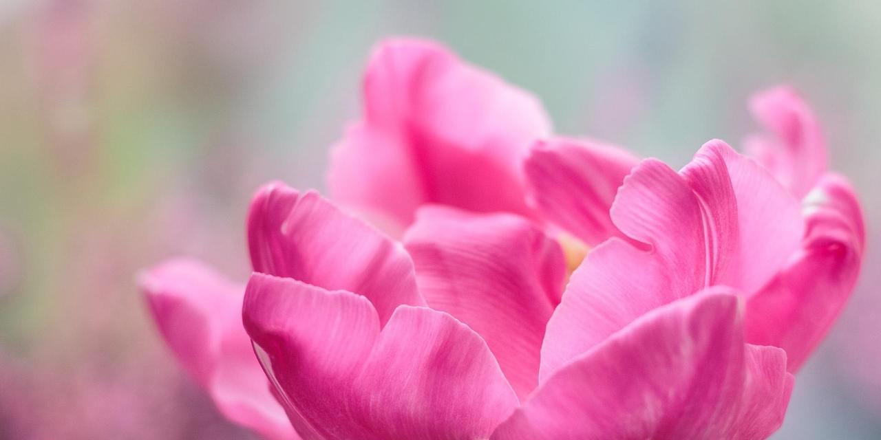 粉色郁金香的花语（探索美丽与神秘的花语世界）