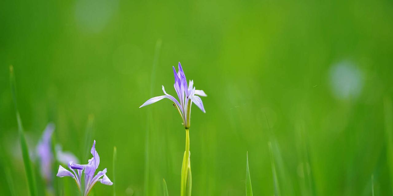 马兰花的象征意义（探寻马兰花背后的文化内涵）