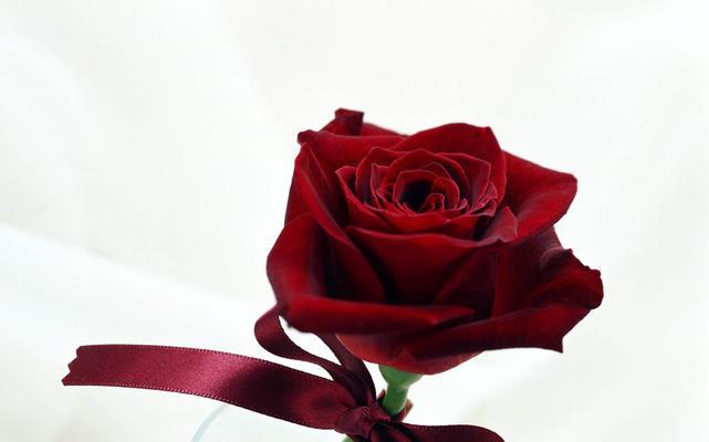 44朵玫瑰花语的含义（意蕴浓郁的花语，让每朵玫瑰更有情感）