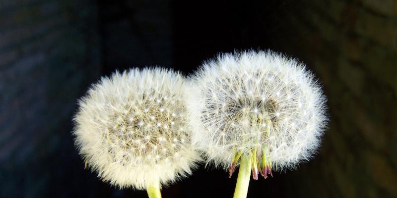 蒲公英的花语与传说（用一个“顽强”的植物看世界）