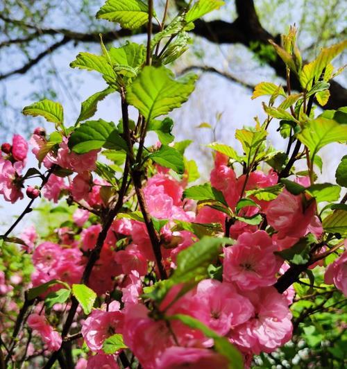 探秘榆叶梅的花语（榆叶梅传达的爱情、友情和福泽，）