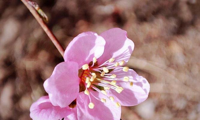 探秘榆叶梅的花语（榆叶梅传达的爱情、友情和福泽，）