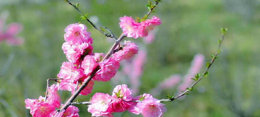 探秘榆叶梅的花语（榆叶梅传达的爱情、友情和福泽，）