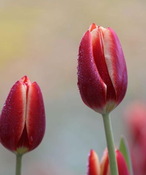 传承经典知识解读——郁金香花语（解码花语了解内涵，了解爱情与美好）