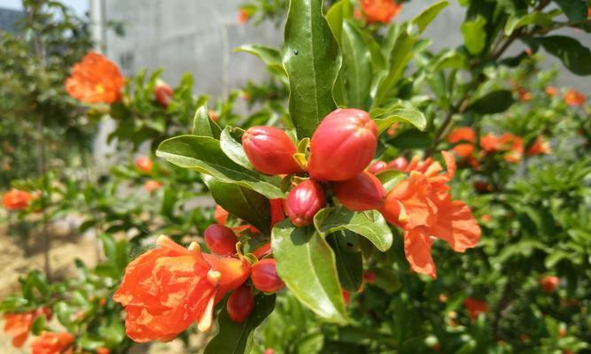 石榴花开放的时间（探寻石榴花的开放规律与魅力）