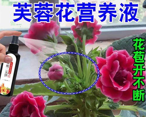 芙蓉花叶子发白的原因及处理方法（探究芙蓉花叶子发白的原因，分析处理方法，保持芙蓉花健康生长）