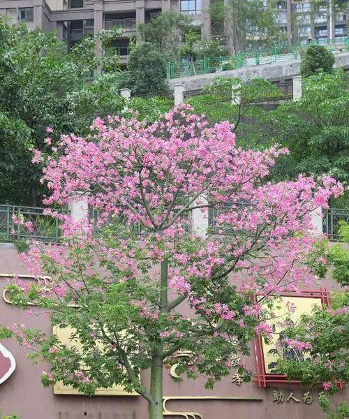 美丽异木棉的绚烂开花时光（探秘异木棉的花期及魅力）