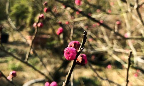 梅花长出叶子后也可剪枝（春季修剪技巧）