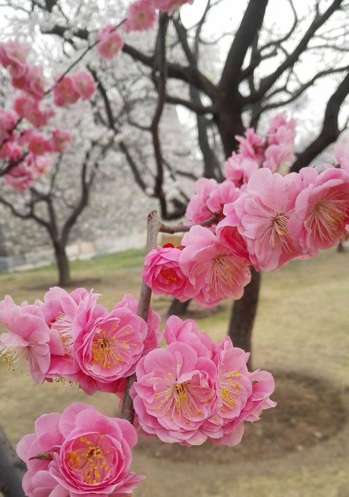 梅花长出叶子后也可剪枝（春季修剪技巧）