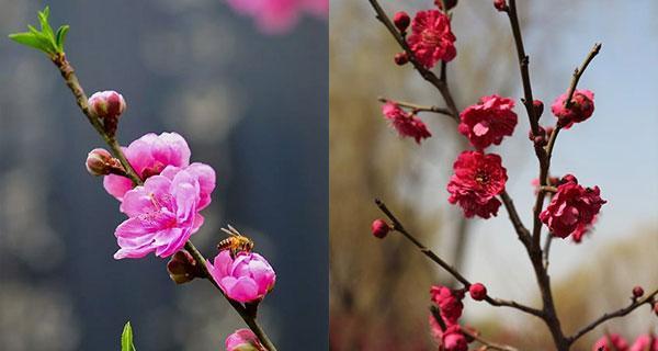 梅花长出叶子后也可剪枝（春季修剪技巧）