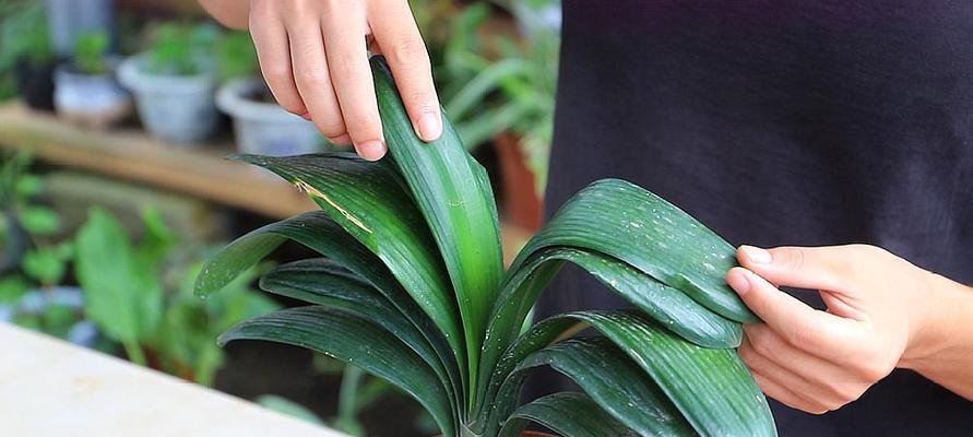 君子兰的养殖技巧（打造健康美丽的室内植物）