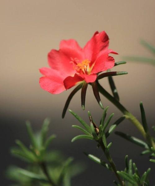 午时花的开放时间与美妙之处（探索午时花的花期、特点和美丽）