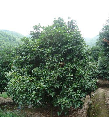 如何种植健康的桂花树？（桂花树的种植技巧及注意事项）