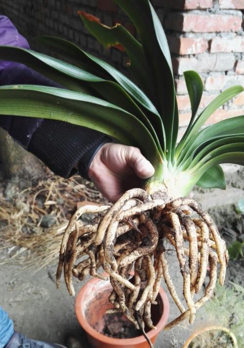 春季花卉盆栽换盆必须掌握的知识（春季花卉盆栽的换盆时机、方法与注意事项）