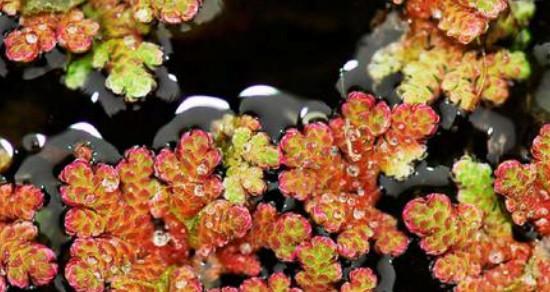 揭秘满江红——一种神秘的水生植物（从形态特征、生态习性到保护现状，全面揭秘满江红的奥秘）