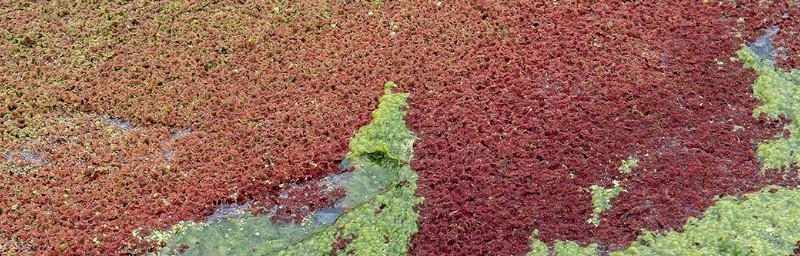 揭秘满江红——一种神秘的水生植物（从形态特征、生态习性到保护现状，全面揭秘满江红的奥秘）