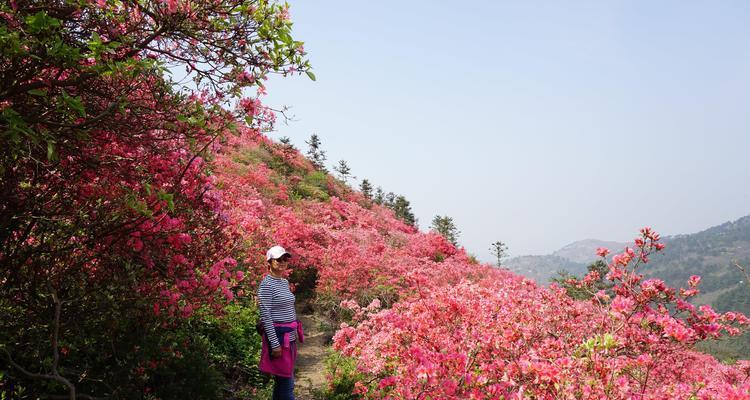 云雾山杜鹃花开放时间及景点介绍（探寻云南云雾山中的杜鹃花海，赏花好去处）