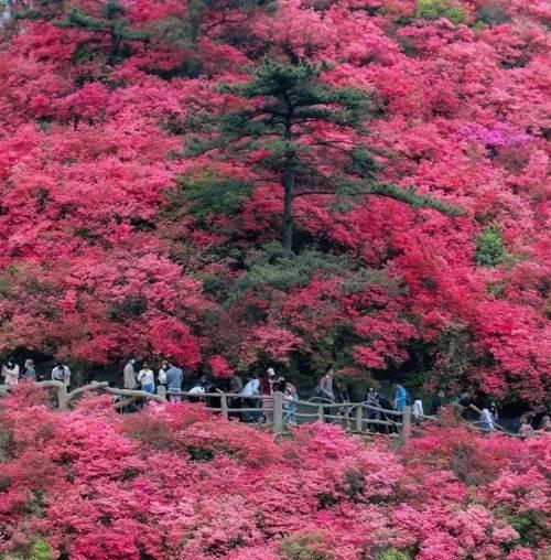 云雾山杜鹃花开放时间及景点介绍（探寻云南云雾山中的杜鹃花海，赏花好去处）