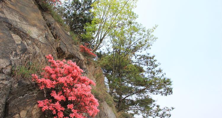 云雾山杜鹃花开放时间及景点介绍（探寻云南云雾山中的杜鹃花海，赏花好去处）