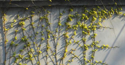 爬墙花的品种与栽培技巧（了解它们的美，让你的花园更加生机勃勃）