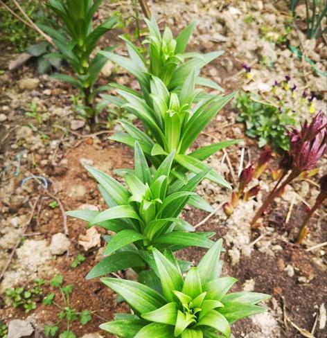 卷丹百合的种植方法与技巧（打造优美花坛，让卷丹百合绽放于其中）