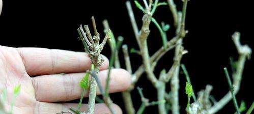 茉莉花怎样安全过冬？（秋末冬初，如何保护花儿健康成长？）