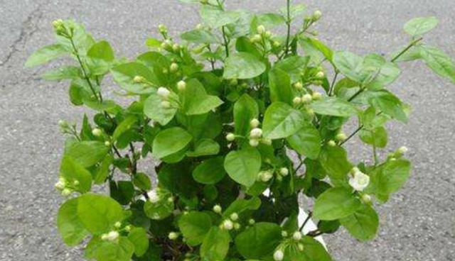 茉莉花怎样安全过冬？（秋末冬初，如何保护花儿健康成长？）