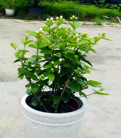 茉莉花怎样安全过冬？（秋末冬初，如何保护花儿健康成长？）