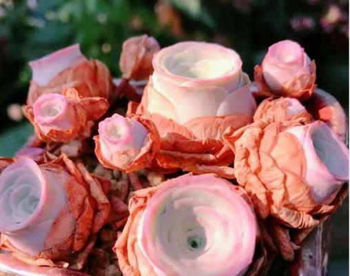 世间稀有的玫瑰品种（探寻珍稀玫瑰的种类与特点，你知道吗？）