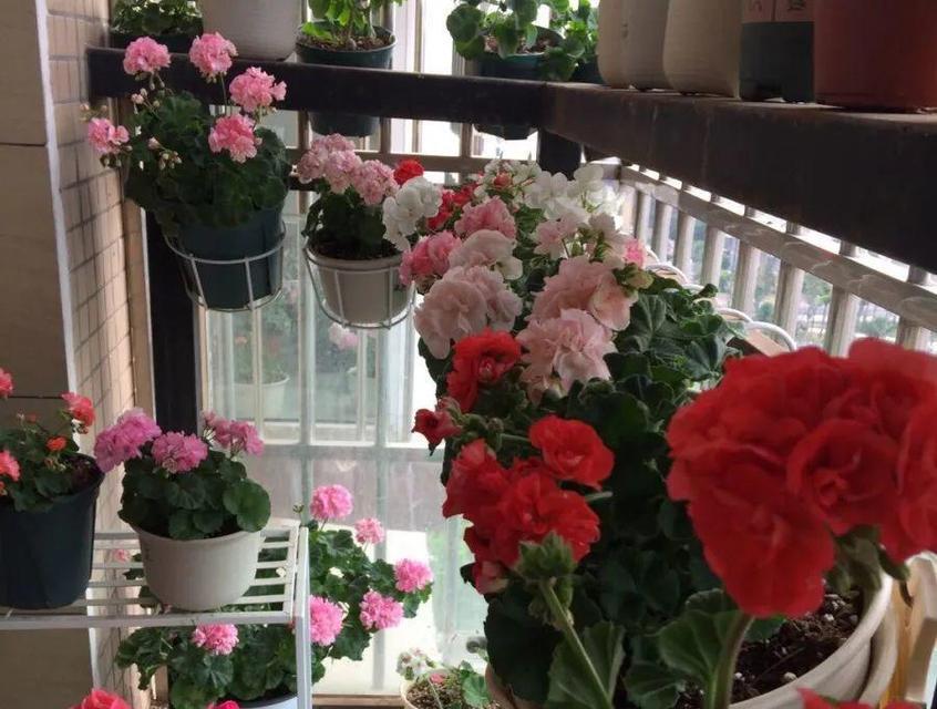 五月阳台花卉养护技巧（让你的阳台花卉生机盎然）