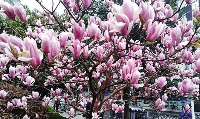 探寻上海市花——白玉兰的魅力