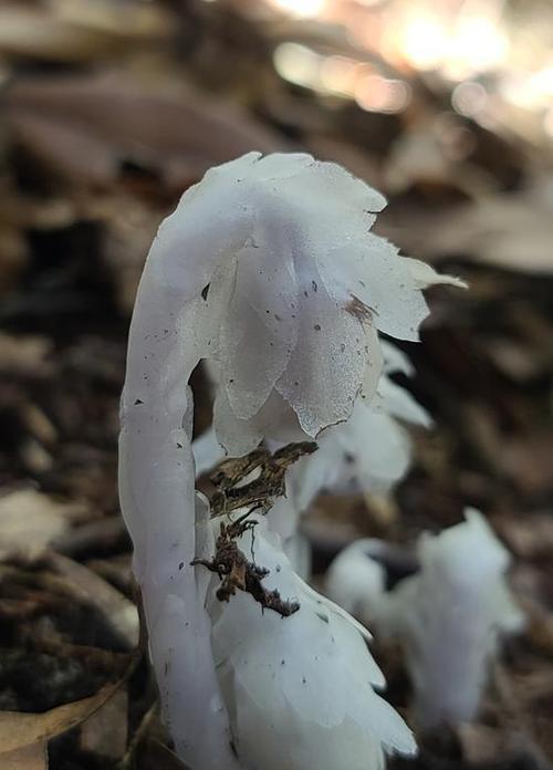 水晶兰花怎么养